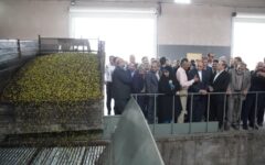 جشن ملی زیتون در بخش طارم سفلی قزوین