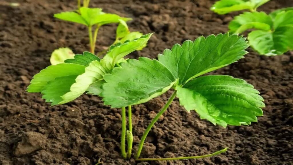 تولید ۴۵۰ هزار بوته نشا توت‌فرنگی در باغ ملک؛ افزایش ظرفیت به ۱.۵ میلیون بوته