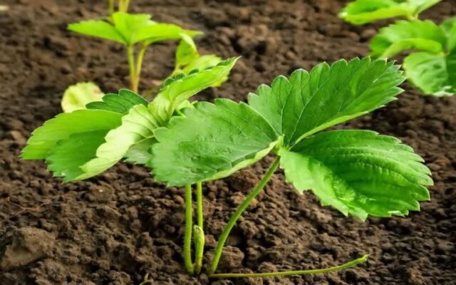 تولید ۴۵۰ هزار بوته نشا توت‌فرنگی در باغ ملک؛ افزایش ظرفیت به ۱.۵ میلیون بوته