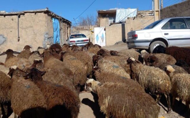 قیمت دام زنده امروز ۲۶ مهر ۱۴۰۵ / گوسفند زنده در تهران کیلویی ۷۰۵ هزار تومان شد + جدول