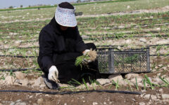 آغاز کشت پاییزه پیاز در هرمزگان