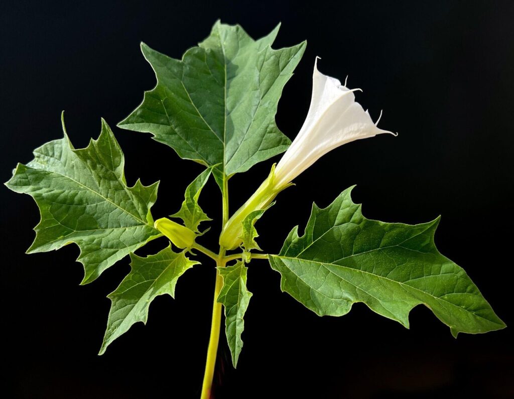 مسمومیت اهالی یک روستا در خراسان شمالی با سبزی آلوده و دستگیری سبزی فروش