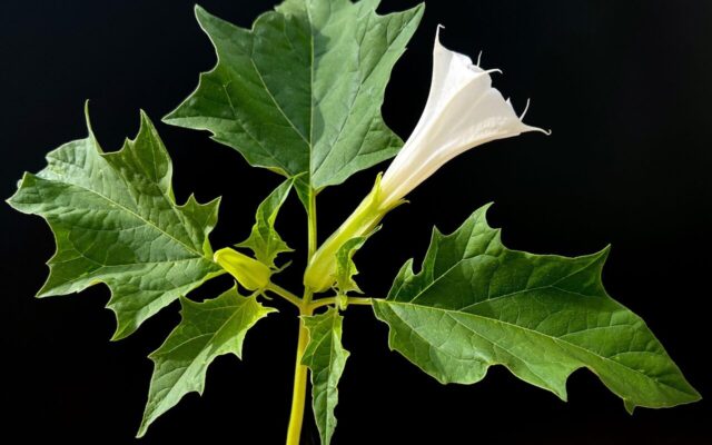 مسمومیت اهالی یک روستا در خراسان شمالی با سبزی آلوده و دستگیری سبزی فروش