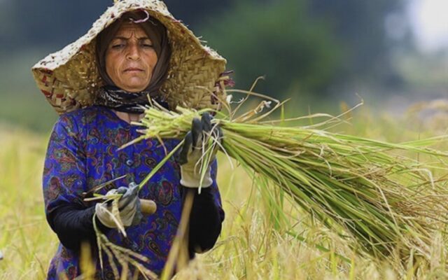 زنان کشاورز ۵۰ درصد نیروی کار کشاورزی را تشکیل می دهند