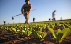 تحول در الگوی کشت طالخونچه؛ طرح مسئولیت اجتماعی فولاد مبارکه برای احیای کشاورزی منطقه