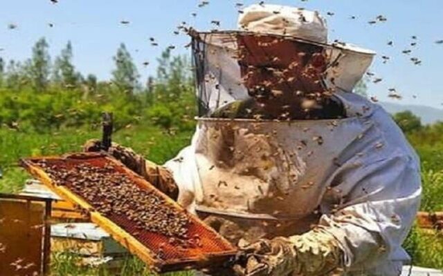 آغاز سرشماری زنبورستان‌های مازندران از دوم آبان‌ ماه