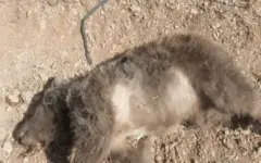 محیط‌زیست: تلف شدن یک خرس ماده در اثر برخورد خودرو با او در مجاورت بزرگراه شیراز-اصفهان