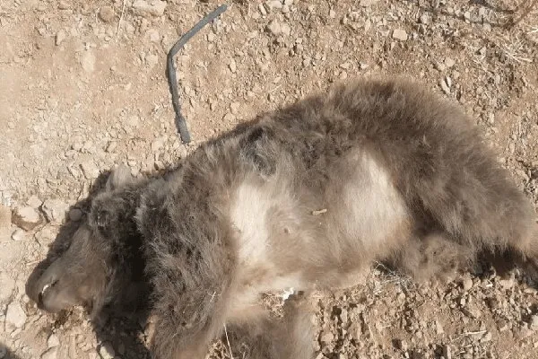 محیط‌زیست: تلف شدن یک خرس ماده در اثر برخورد خودرو با او در مجاورت بزرگراه شیراز-اصفهان