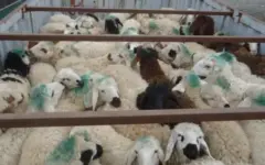 ضبط ۱۰۶ راس گوسفند و جریمه ۵۶ میلیارد ریالی متخلف در تاکستان