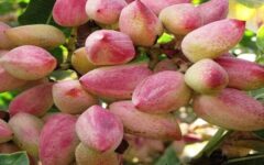تولید سالانه سه هزار تُن پسته در آذربایجان شرقی