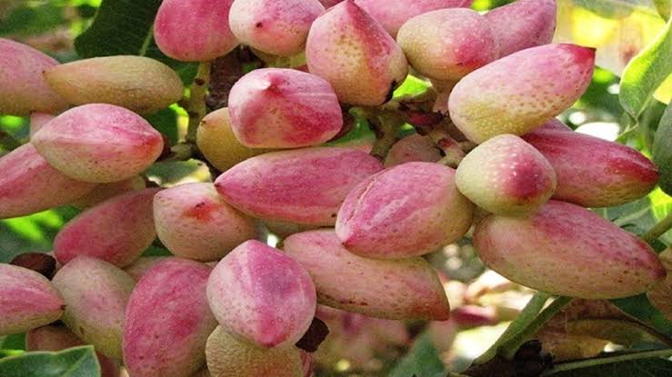 تولید سالانه سه هزار تُن پسته در آذربایجان شرقی