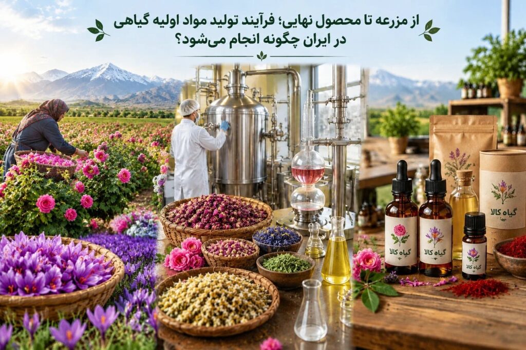 فرآیند تولید و فرآوری مواد اولیه گیاهی در ایران؛ از کشت تا محصول نهایی