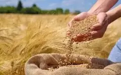 تولید بیش از ۹۵ درصد بذر مورد نیاز کشاورزان خراسان جنوبی