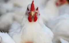 مرغ ۳۷۰ هزار تومانی در تهران؛ مسئول جهاد کشاورزی: این گرانی منطقی است!
