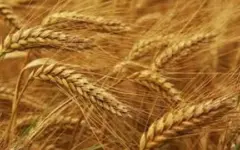 افزایش ۶۰۰ کیلوگرمی عملکرد گندم در هر هکتار با کنترل آفات خاکزی در ایلام
