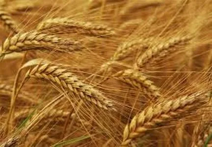 افزایش ۶۰۰ کیلوگرمی عملکرد گندم در هر هکتار با کنترل آفات خاکزی در ایلام