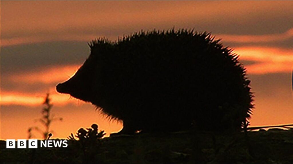 Hedgehog among four chosen animals to feature on new banknotes