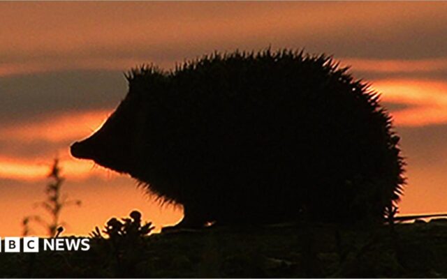 Hedgehog among four chosen animals to feature on new banknotes