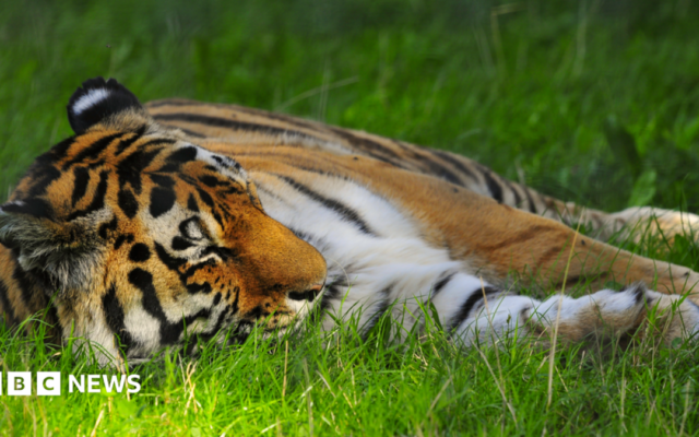 'Serious incident' at tiger enclosure closes Yorkshire Wildlife Park