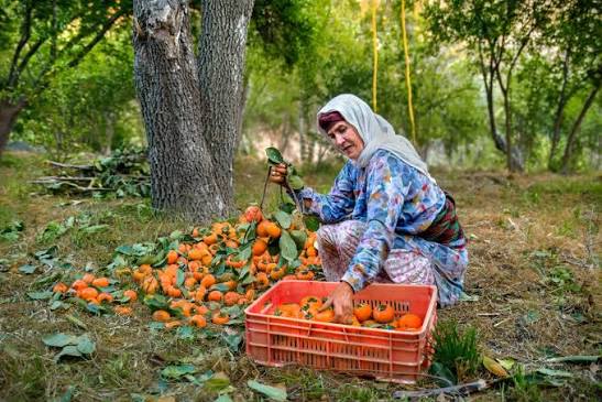 پیش بینی برداشت بیش از ۲ هزار تن خرمالو در گیلان