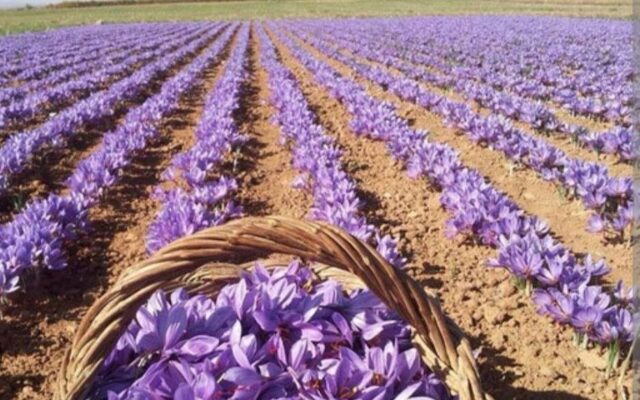 و ناگهان، زعفران...| درباره یک اتفاق مبارک در حوالی مبارکه