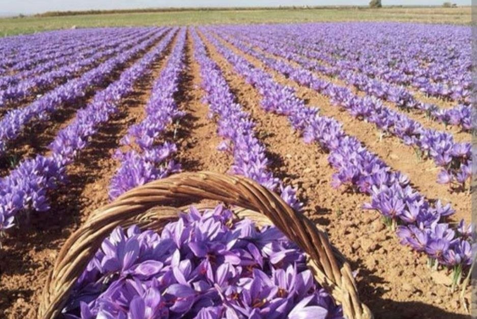 و ناگهان، زعفران...| درباره یک اتفاق مبارک در حوالی مبارکه