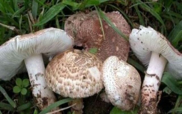 قارچهای سمی حادثه آفریدند؛ بستری شدن سه نفر در بیمارستان پیرانشهر