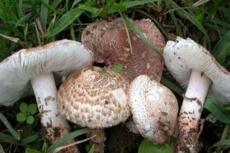 قارچهای سمی حادثه آفریدند؛ بستری شدن سه نفر در بیمارستان پیرانشهر