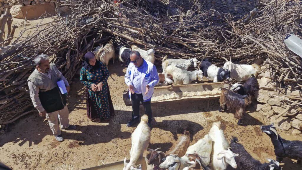 واکسیناسیون ۲۵۰۰ رأس دام در اردوی جهادی دامپزشکی سرفاریاب