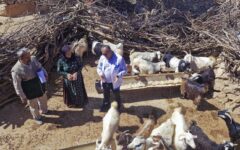 واکسیناسیون ۲۵۰۰ رأس دام در اردوی جهادی دامپزشکی سرفاریاب