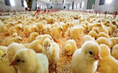 صنعت طیور چهارمحال و بختیاری در مسیر توسعه صادرات