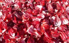 برداشت چای قرمز در روستای علوه شهرستان کارون آغاز شد