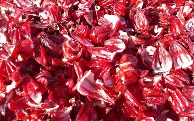 برداشت چای قرمز در روستای علوه شهرستان کارون آغاز شد