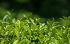چین پاییزه برگ سبز چای رو به پایان است/ ۸۳ درصد مطالبات چایکاران پرداخت شد