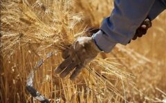 رییس بنیاد ملی گندمکاران : قیمت پیشنهادی گندمکاران برای هر کیلوگرم گندم ۸۵ هزار تومان است