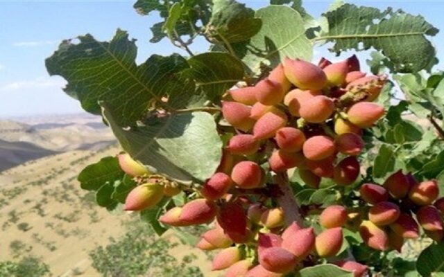 پیش‌بینی برداشت ۱۰۰ تن پسته از باغات ایلام