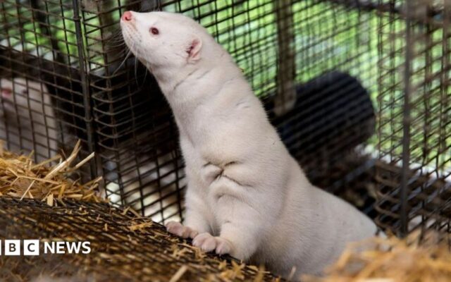 Denmark to ban mink farming in government U-turn