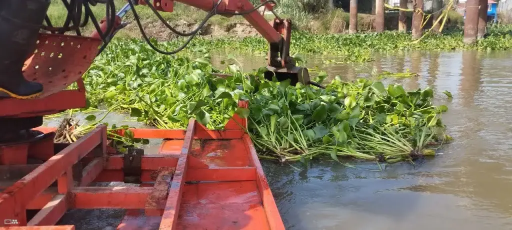 پاکسازی سنبل آبی در محدوده زیر پل موقت نهنگروگا بندرانزلی