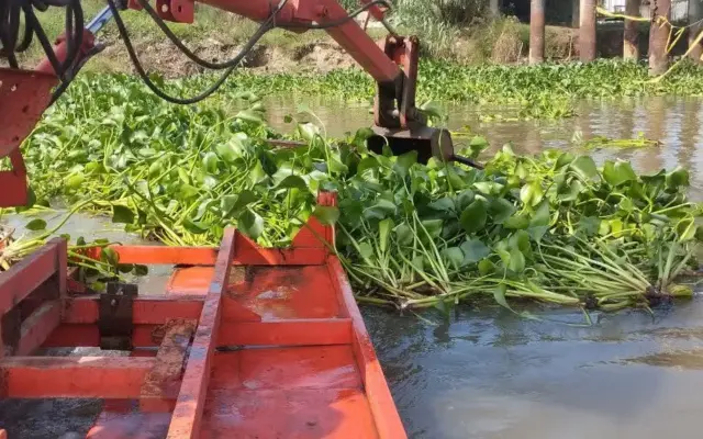 پاکسازی سنبل آبی در محدوده زیر پل موقت نهنگروگا بندرانزلی