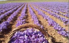 تسهیلات یک‌میلیاردی فولاد مبارکه برای کشت زعفران در مناطق کم‌آب اصفهان