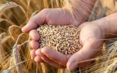 اعلام نرخ جدید خرید تضمینی گندم تا ۱۰ روز آینده