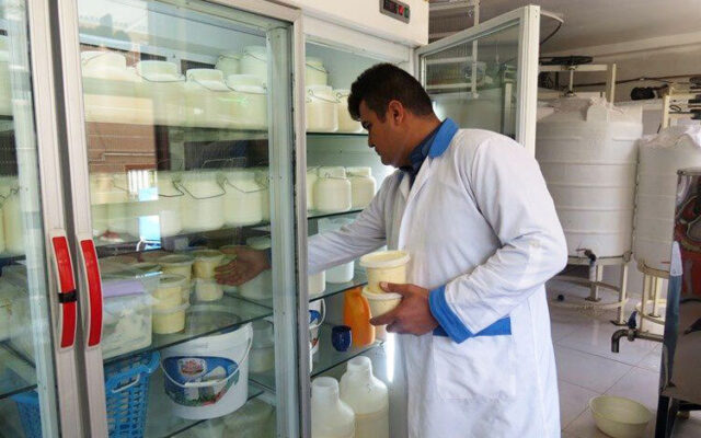 باور خطرناک درباره شیر؛ چرا جوشاندن، آفلاتوکسین را از بین نمی‌برد؟