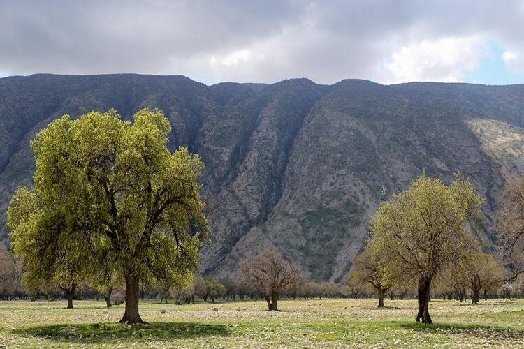 بلوطکُشی در زاگرس؛ دستگیری متخلفان پس از قطع ۶۸ اصله درخت