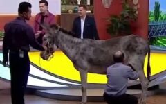 دفاع سایت جبهه پایداری از حضور اسب و الاغ در برنامه‌های زنده تلویزیون/ صداوسیما باید با همین کارها به مخاطب شوک وارد کند!
