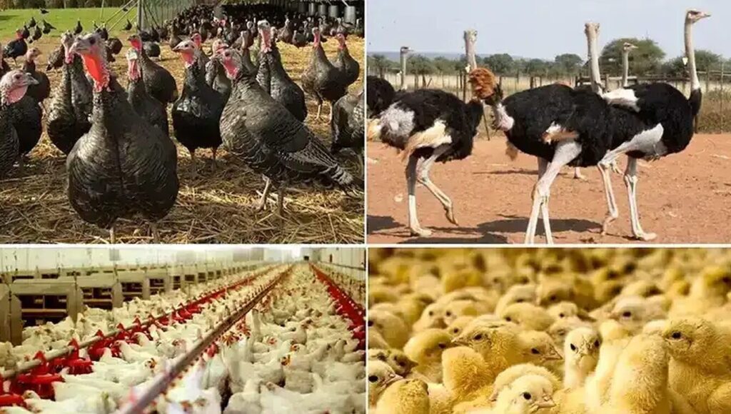 تولید گوشت طیور در شهریور ۹ درصد افزایش یافت