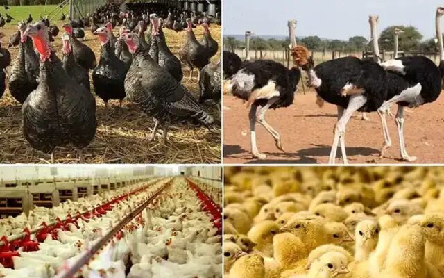 تولید گوشت طیور در شهریور ۹ درصد افزایش یافت